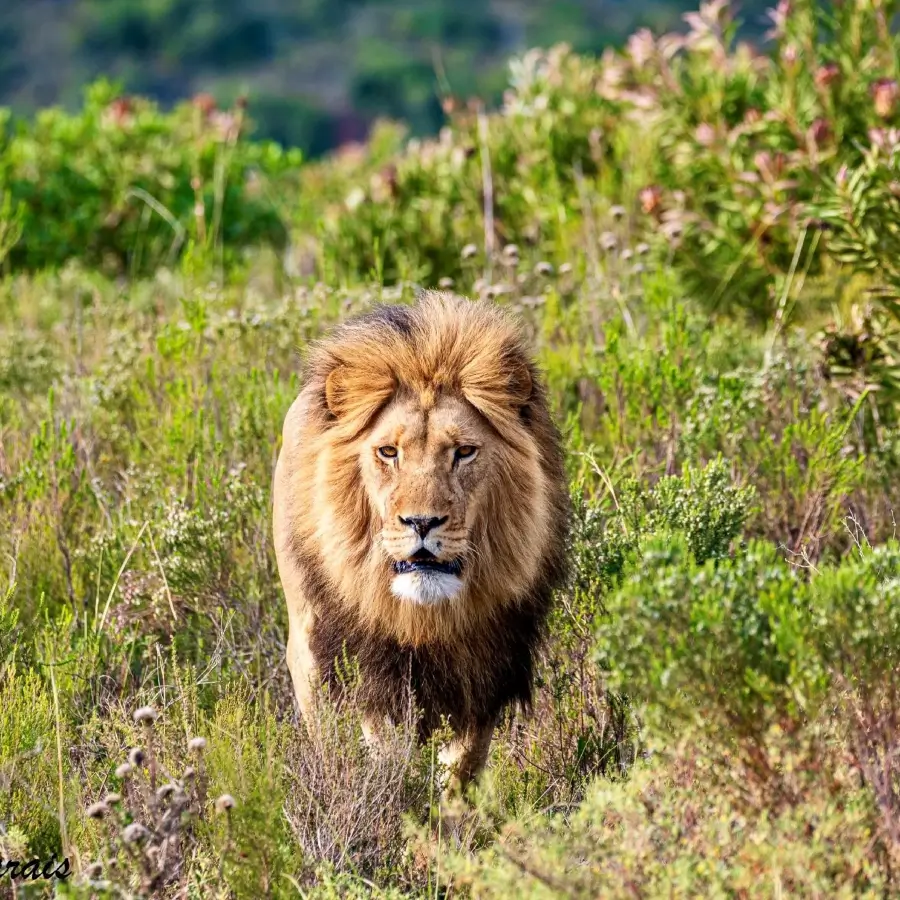 15 Day Great South African Adventure