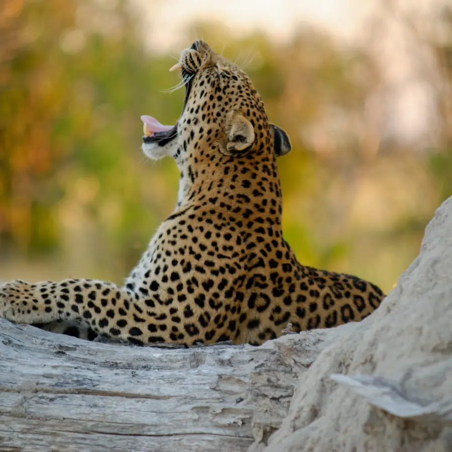 13 Day Natural Wonders Wildlife Safari